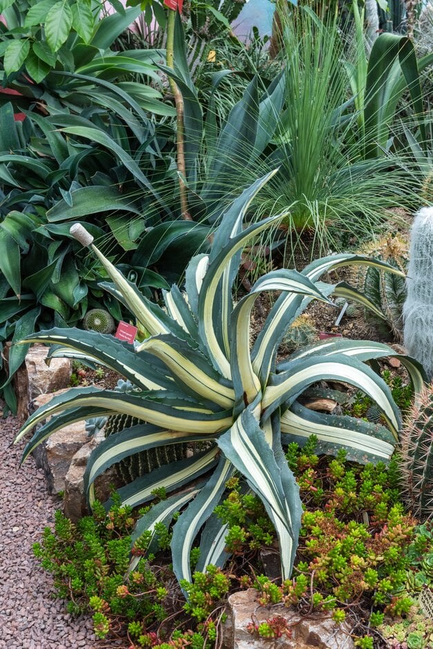 century plant 'Mediopicta'