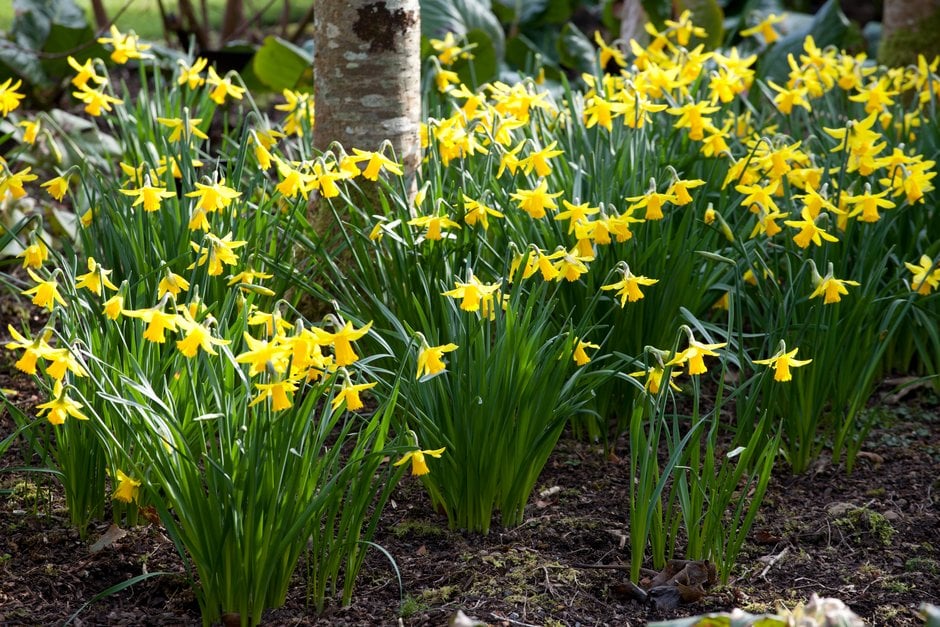 daffodil 'February Gold'