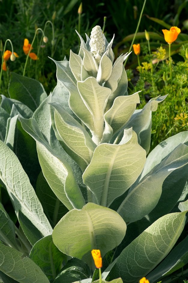 Olympian mullein