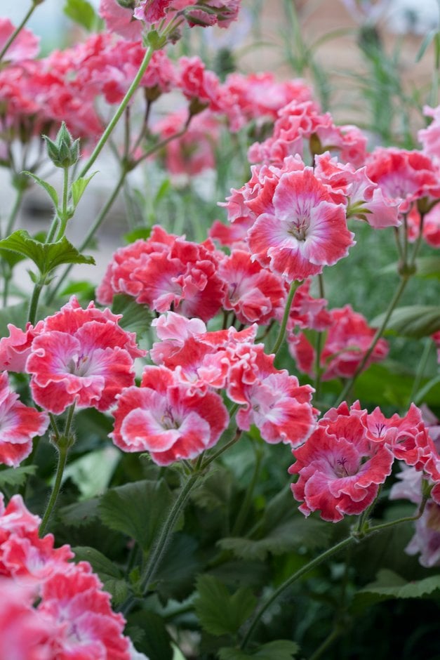geranium 'Joy'