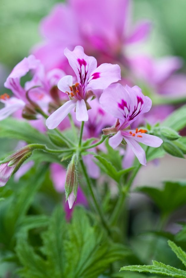 geranium 'Mabel Grey'
