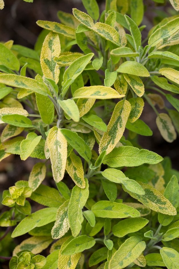 sage 'Icterina'