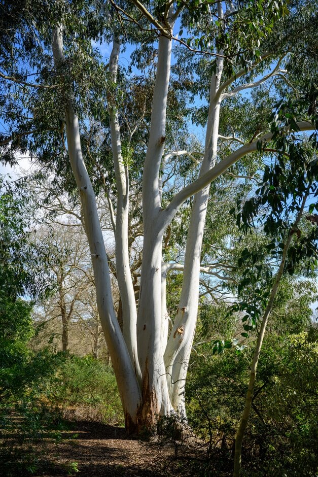 mountain gum