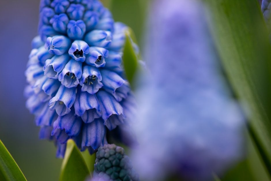 azure grape hyacinth