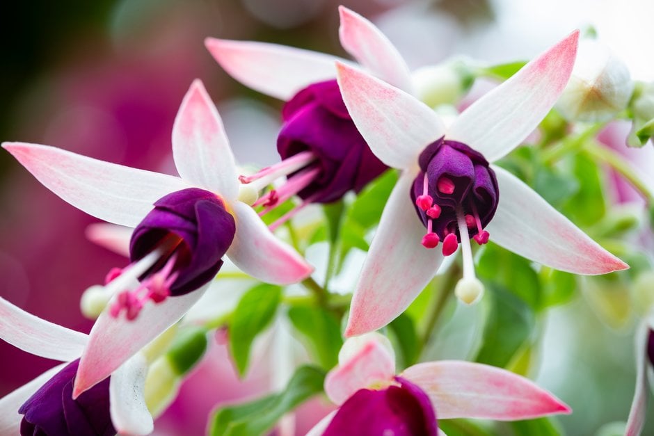 fuchsia 'Hermiena'