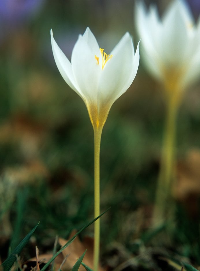 white Bieberstein's crocus