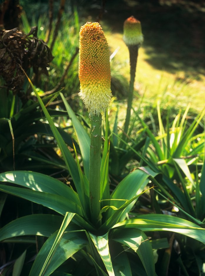 giant red-hot poker
