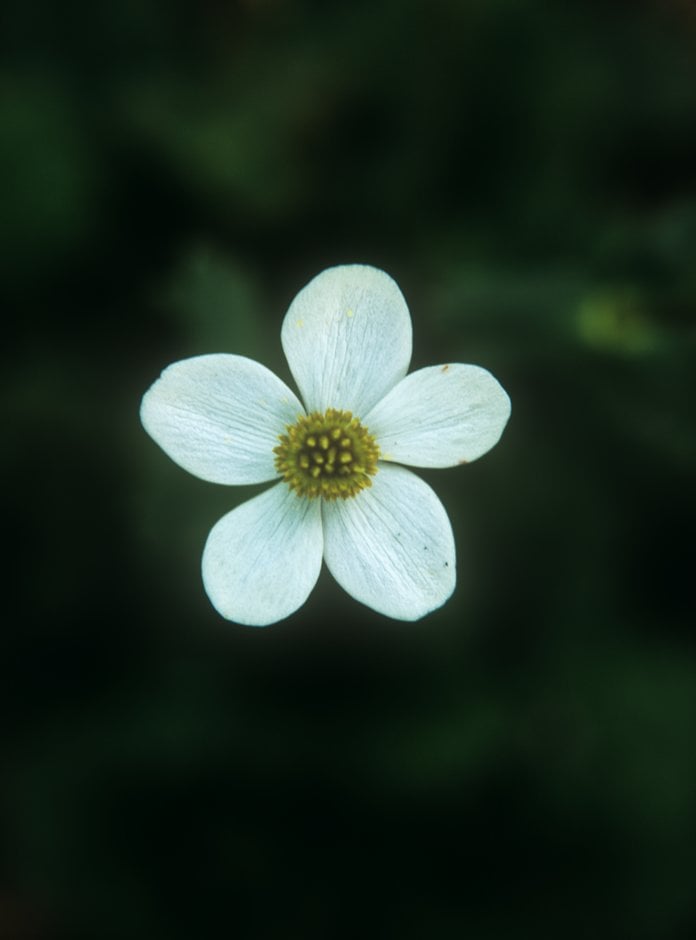 white-flowered winter windflower