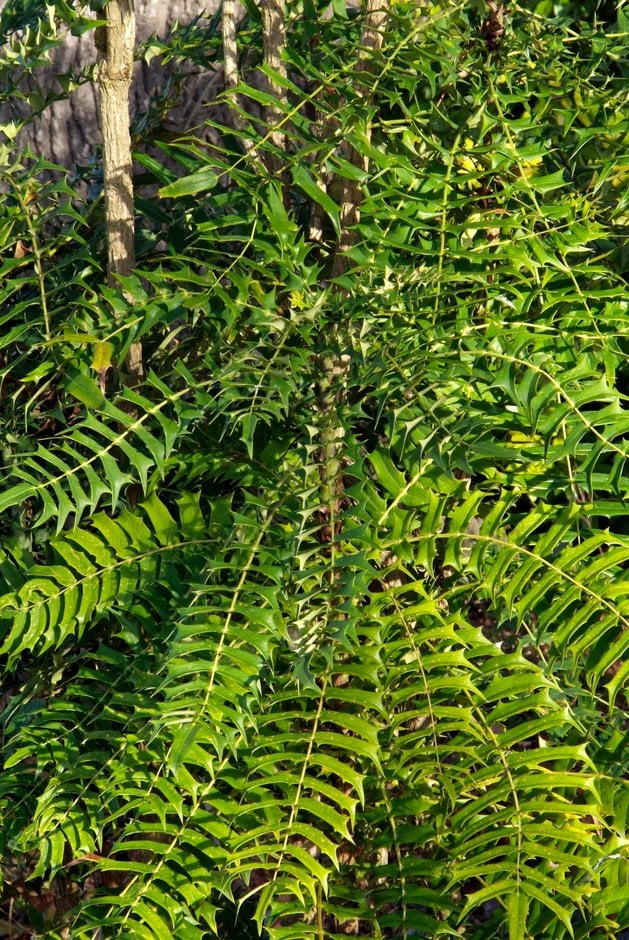 lomaria-leaved mahonia
