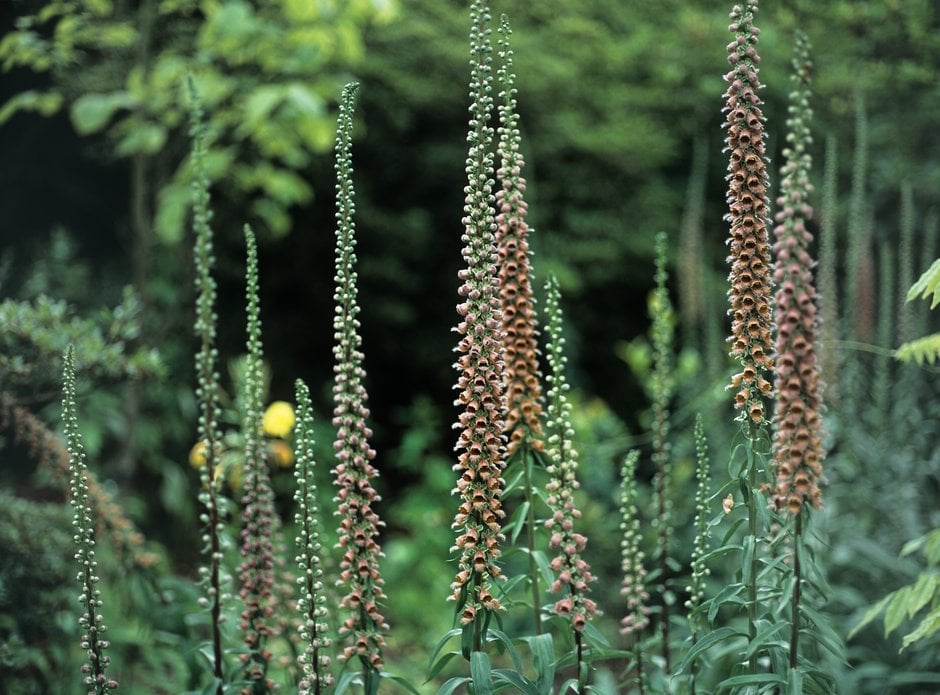 rusty foxglove