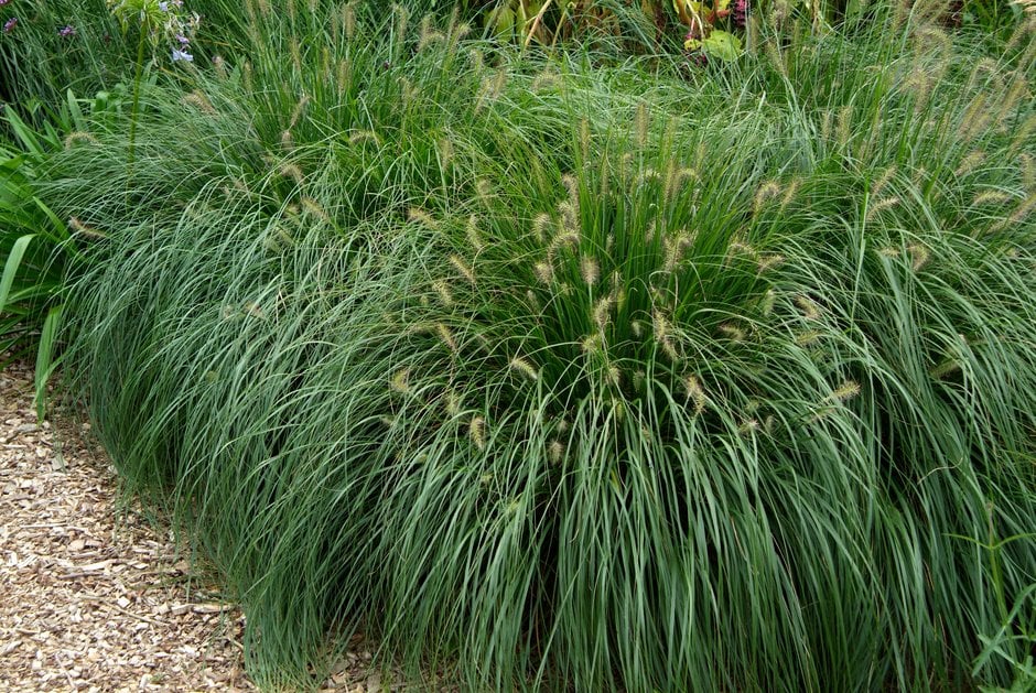 Chinese fountain grass 'Hameln'