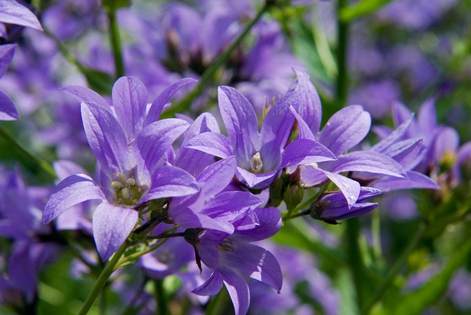 bellflower 'Kent Belle'