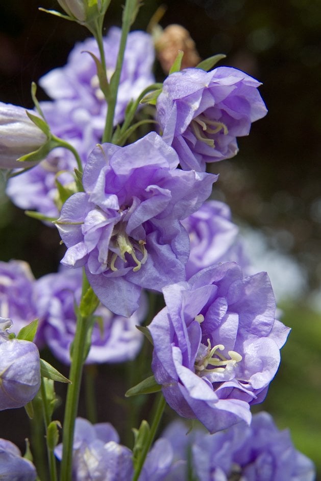 bellflower 'Wortham Belle'