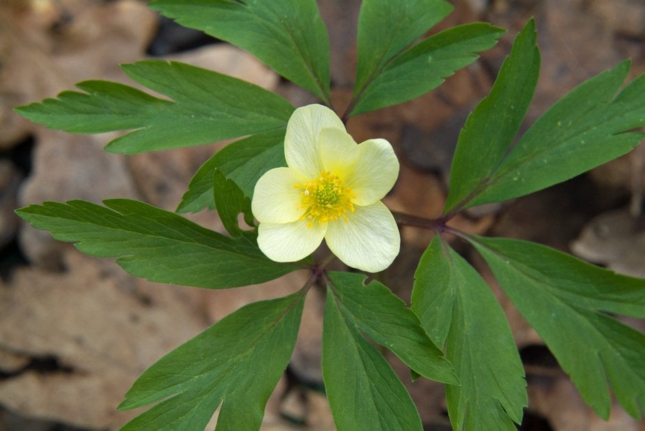 windflower 'Pallida'