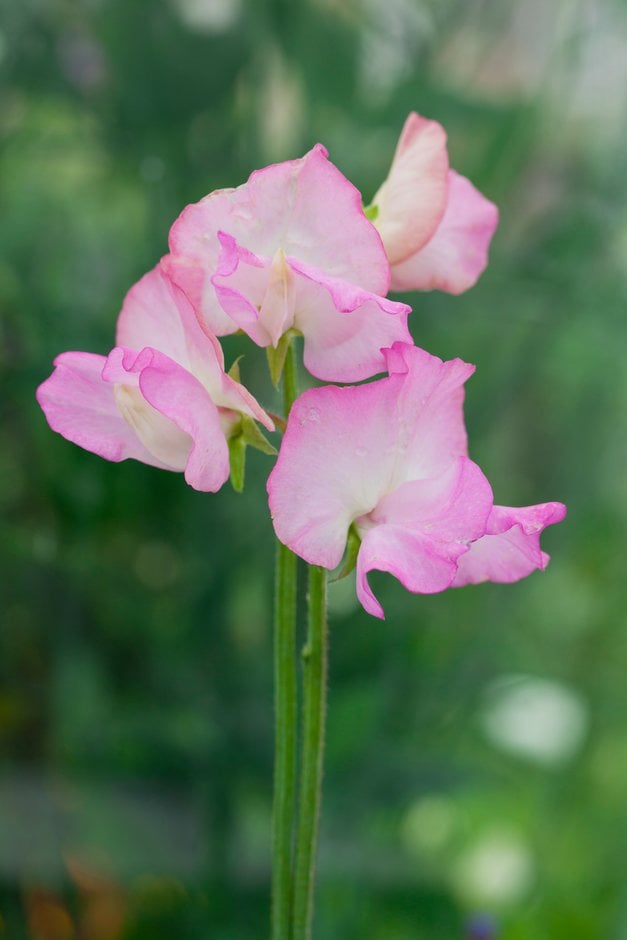 sweet pea 'Gwendoline'