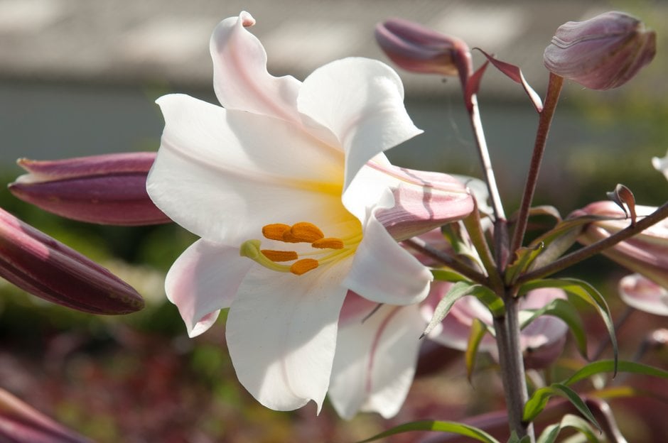 regal lily