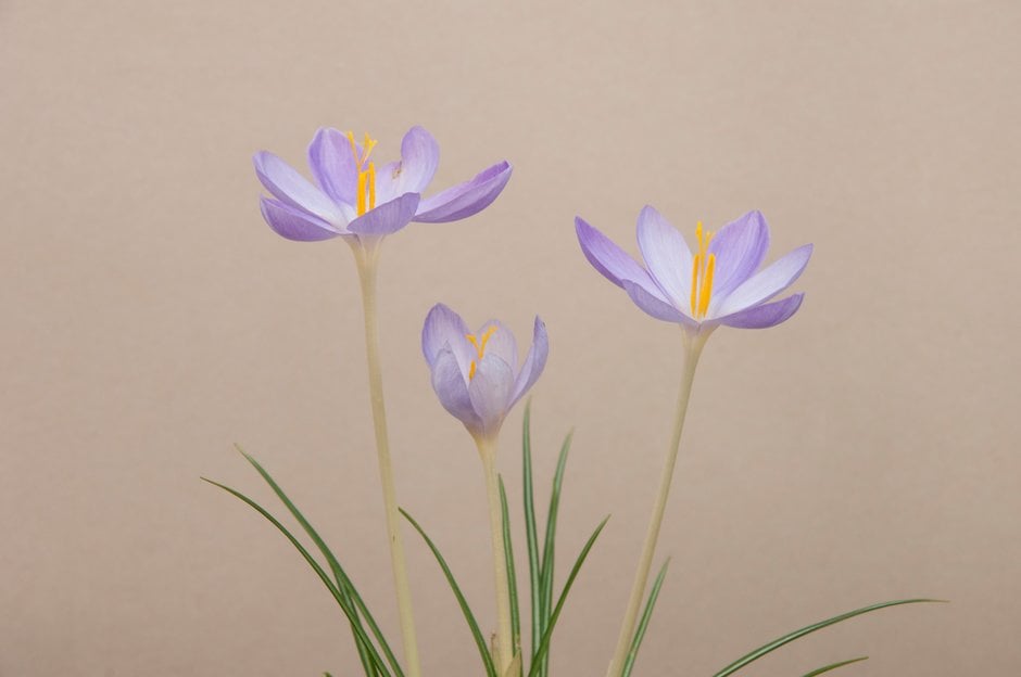 hairy crocus