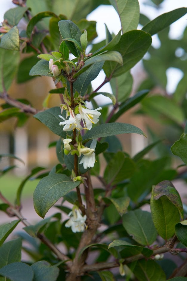 honeysuckle 'Winter Beauty'