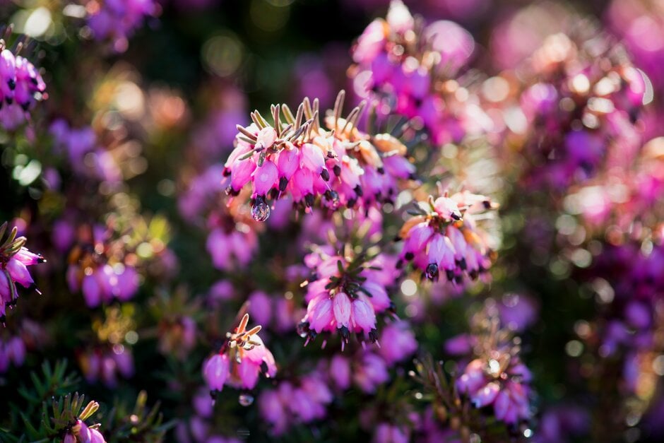 heather 'Kramer's Rote'