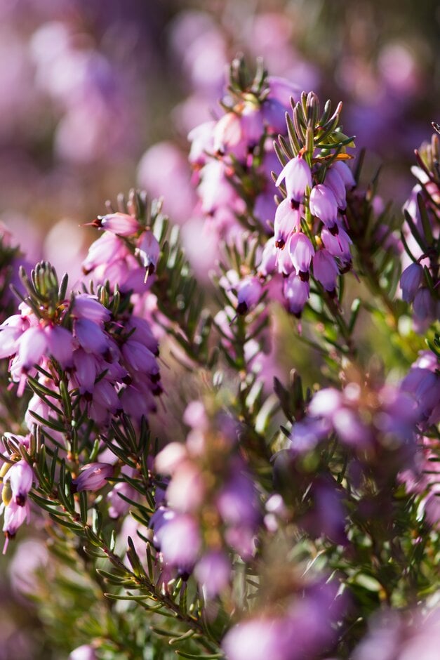 heather 'Ghost Hills'