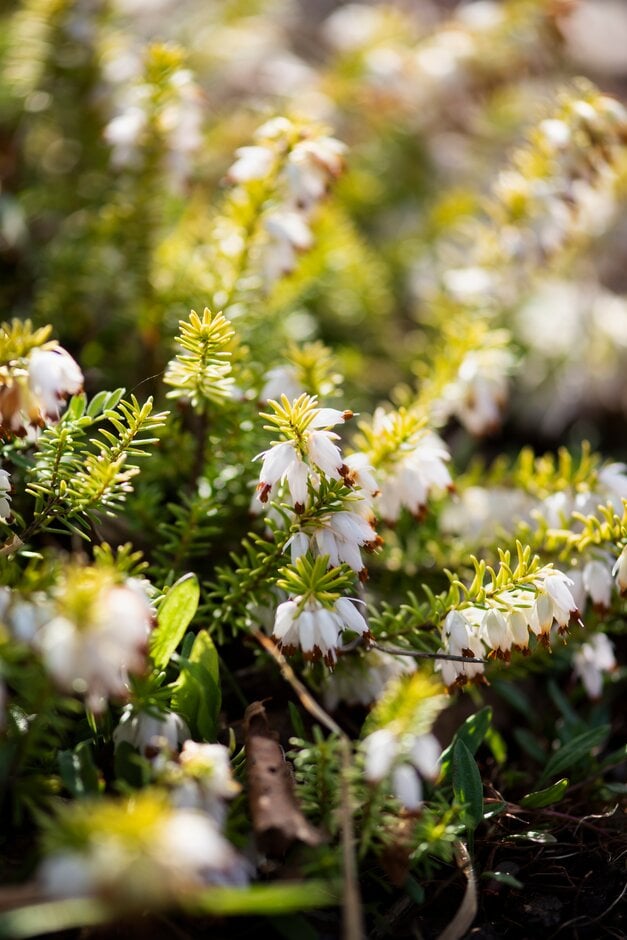 heather 'Golden Starlet'