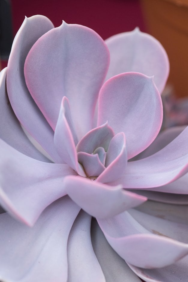 echeveria 'Perle von Nürnberg'