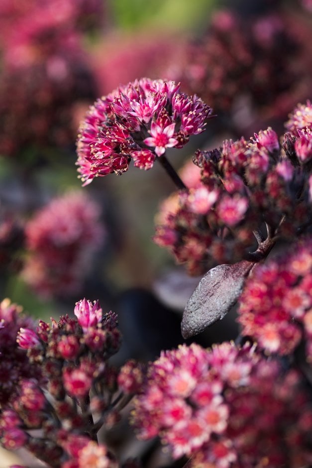 stonecrop 'Touchdown Teak'