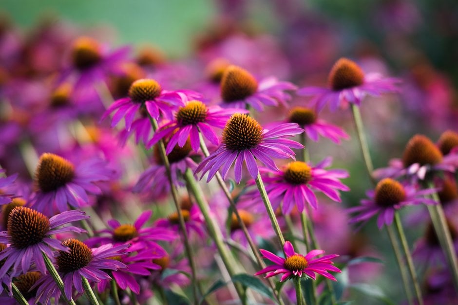 coneflower 'Pink Shimmer'