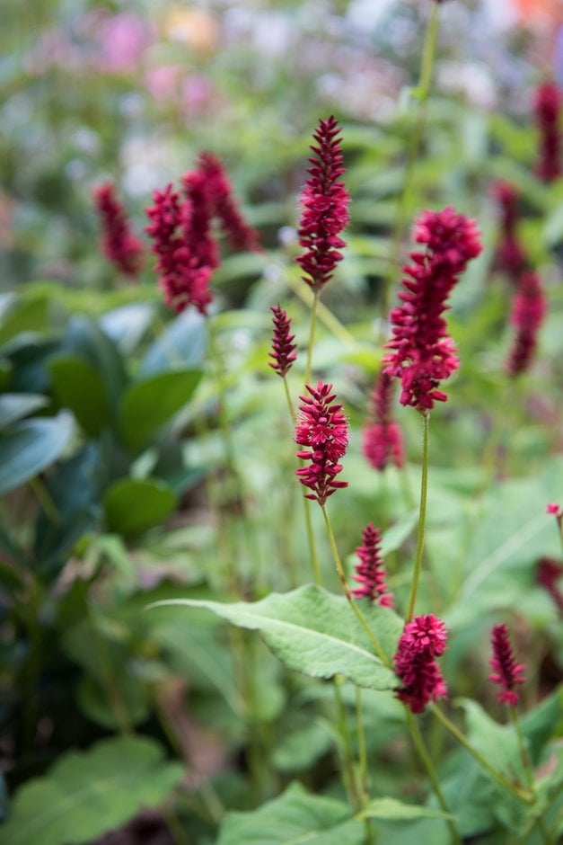 red bistort 'Blackfield'