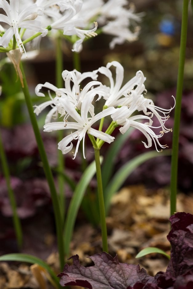 nerine 'Alba'