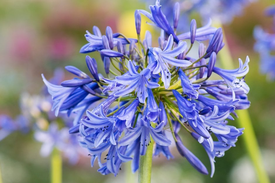 African lily 'Loch Hope'