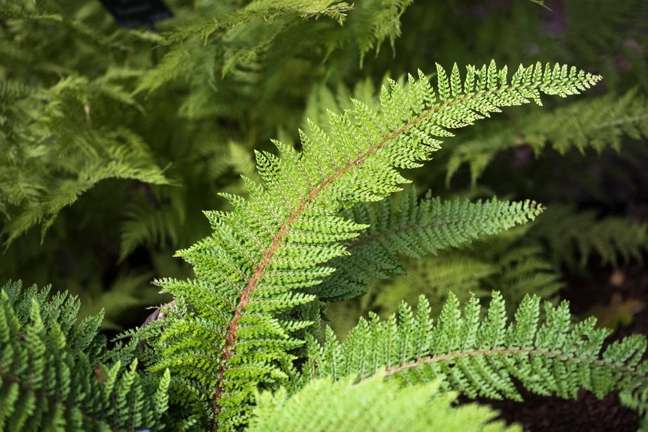 soft shield fern