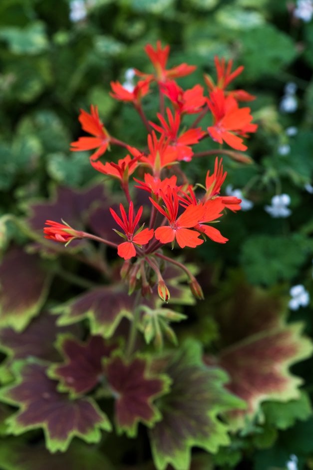 geranium 'Vancouver Centennial'