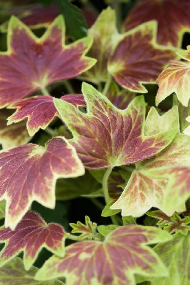 geranium 'Vancouver Centennial'