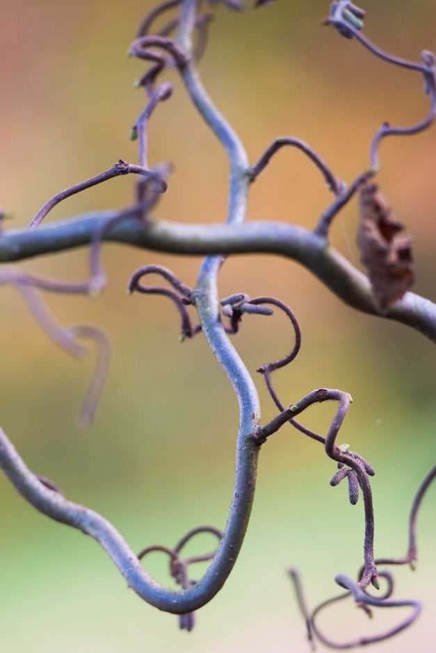 corkscrew hazel