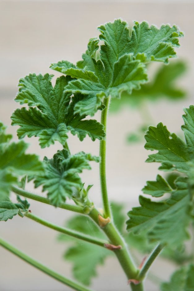 peppermint geranium