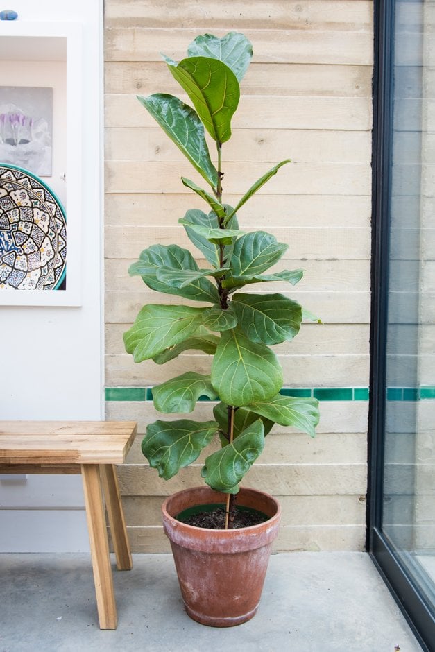 fiddle-leaf fig