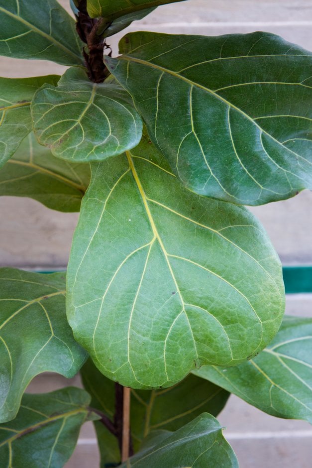 fiddle-leaf fig