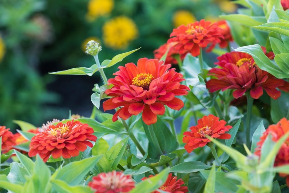 zinnia 'Dreamland Scarlet'