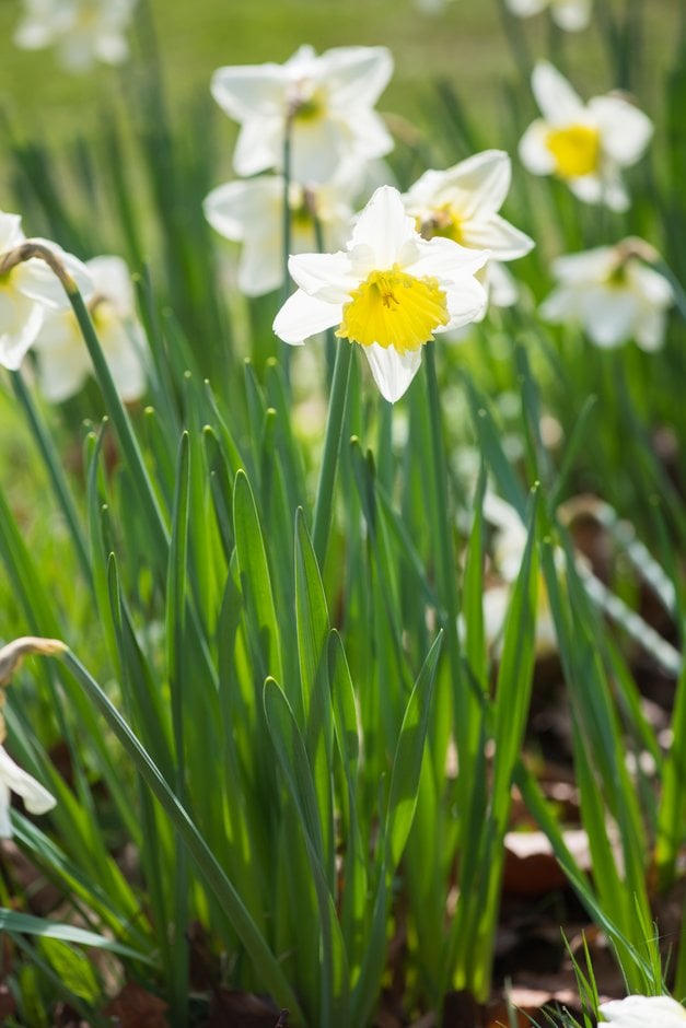 daffodil 'Ice Follies'