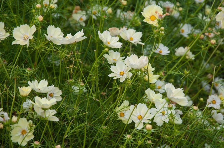 cosmea 'Xanthos'