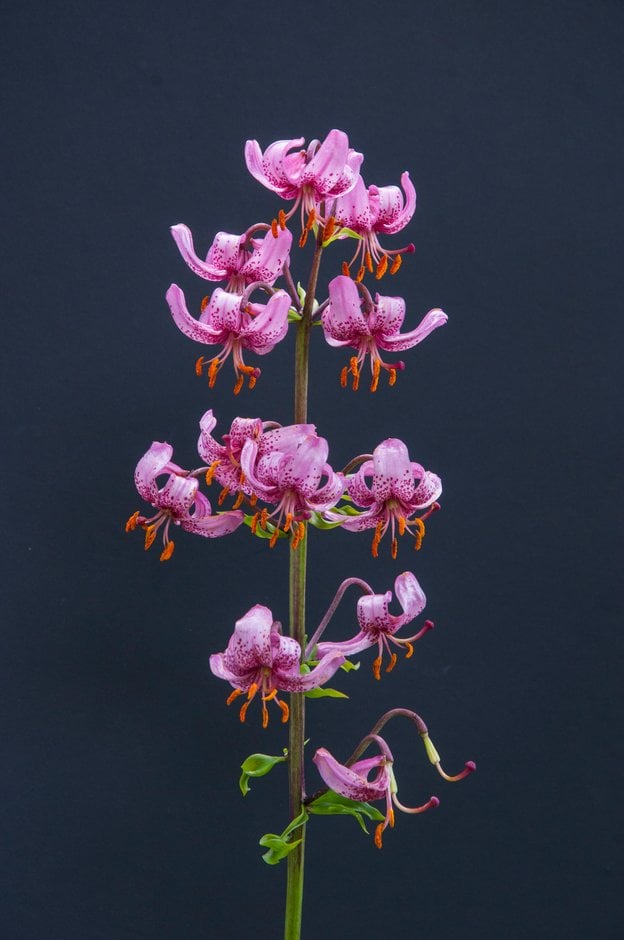 Turk's cap lily
