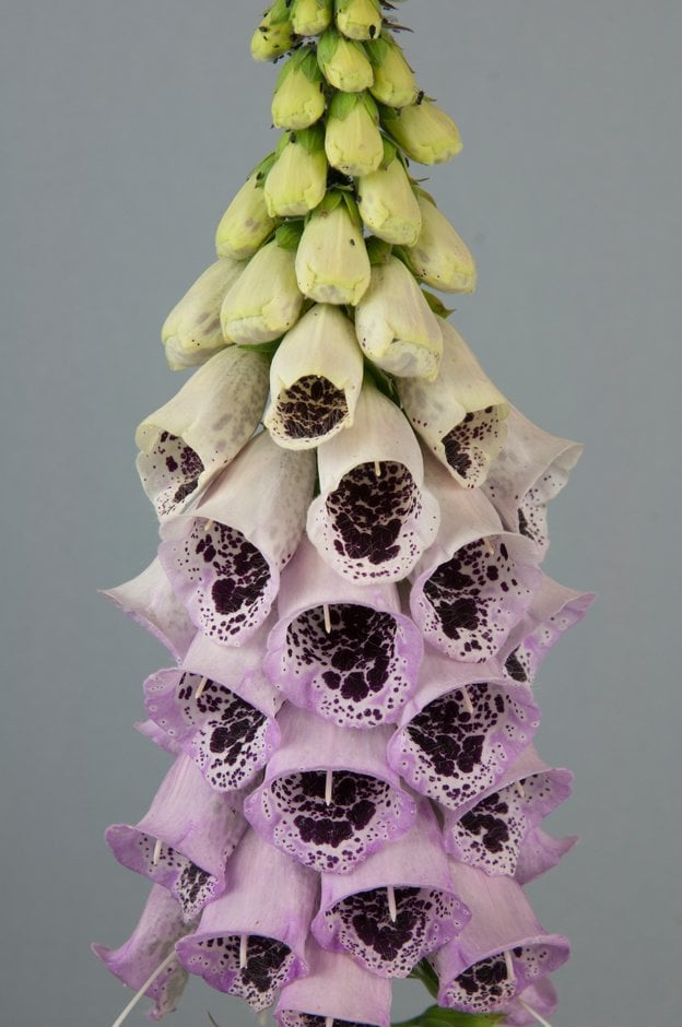 foxglove 'Pam's Choice'