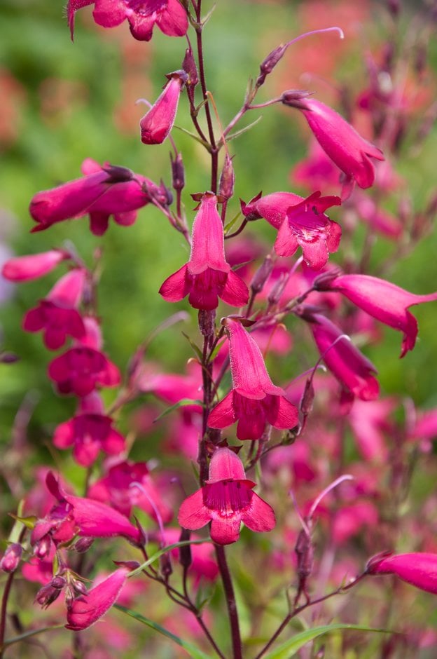 penstemon 'Andenken an Friedrich Hahn'