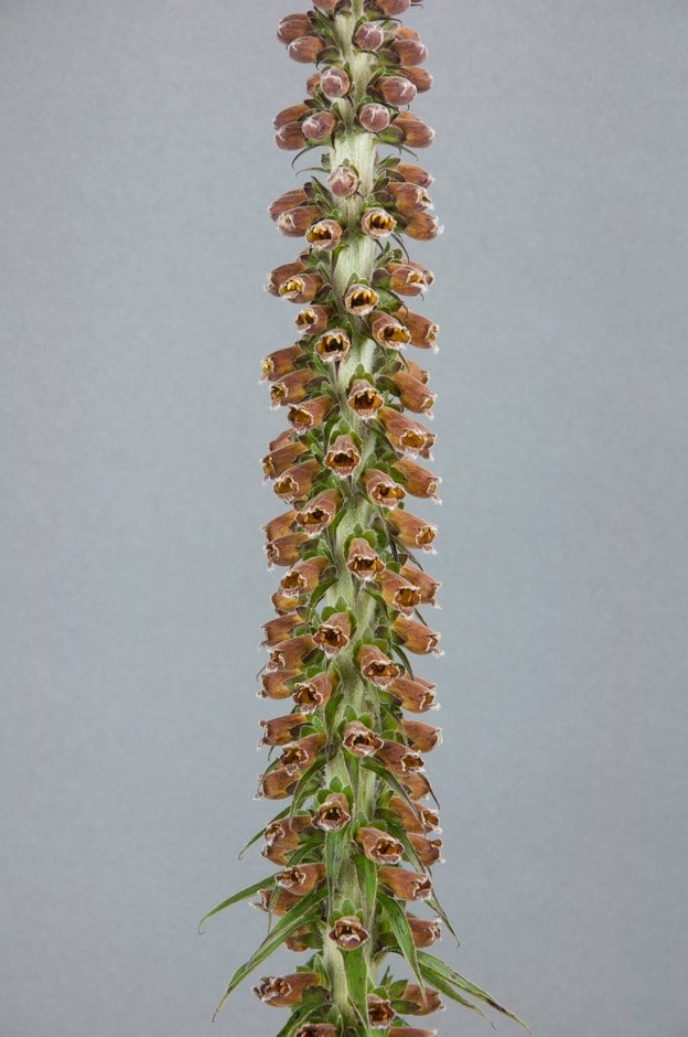 small-flowered foxglove 'Milk Chocolate'
