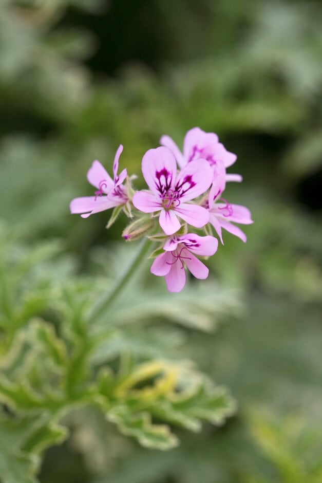 geranium 'Lady Plymouth'