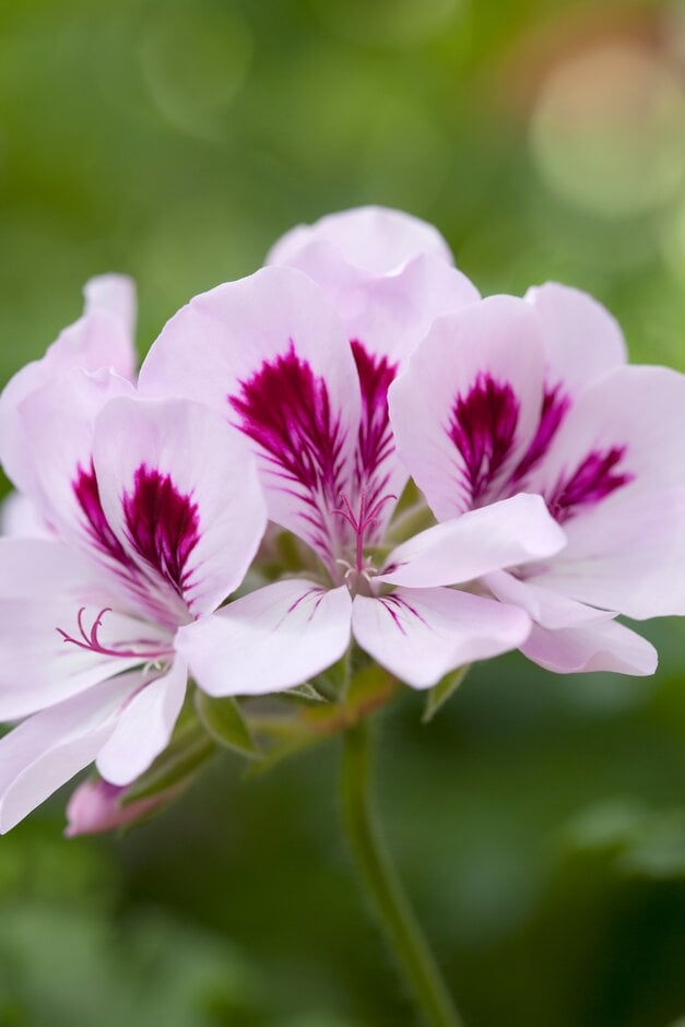 geranium 'Copthorne'