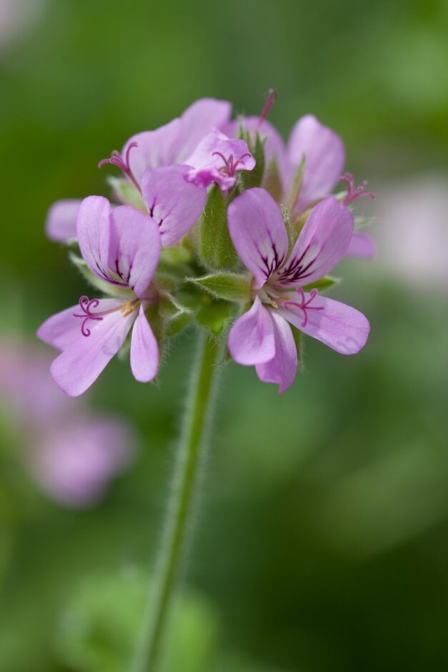 geranium 'Attar of Roses'