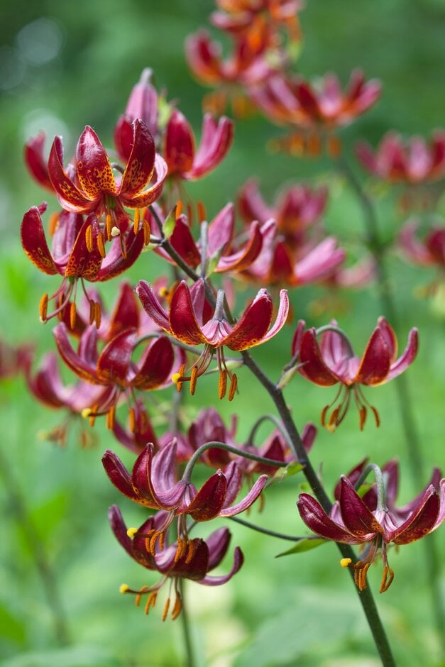 lily 'Claude Shride'