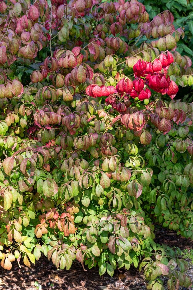 winged spindle 'Fire Ball'